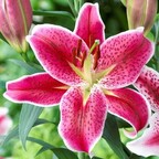Lily avatar