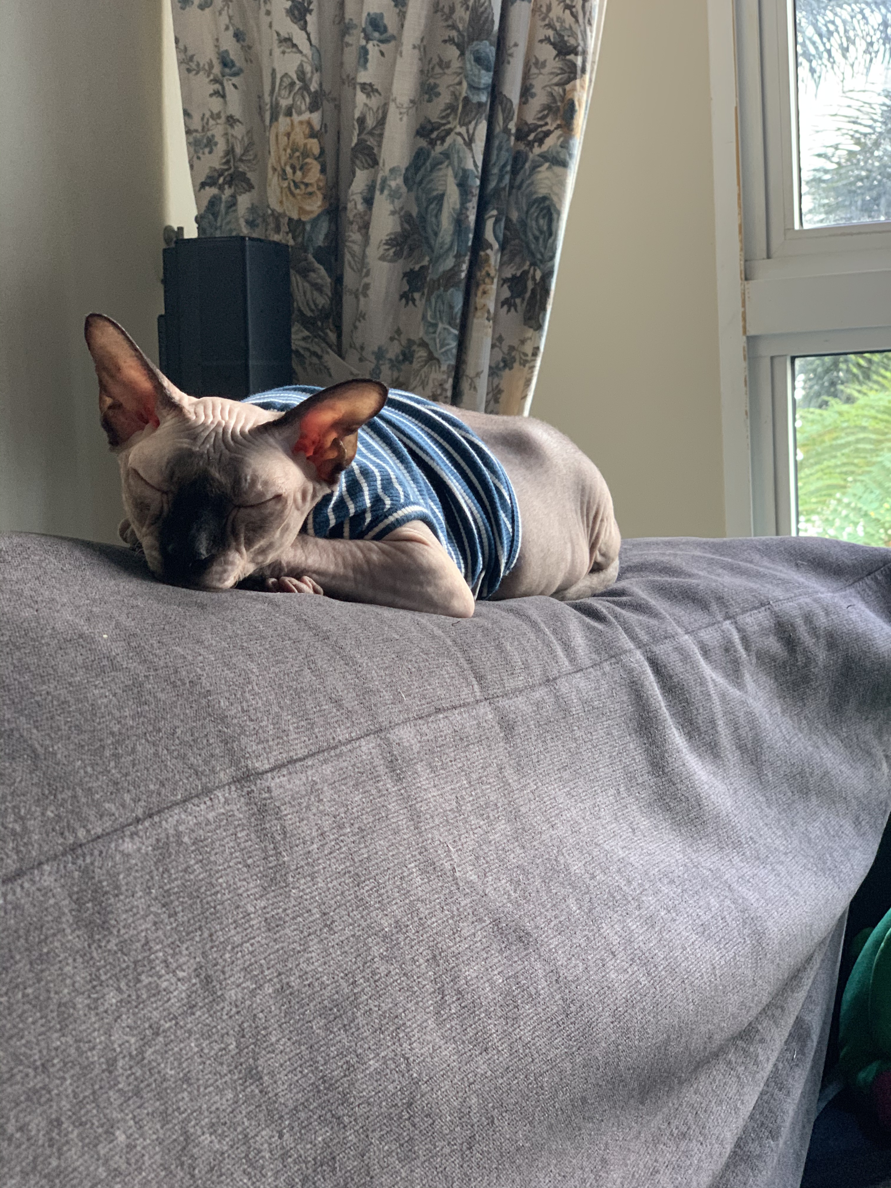 Milou banner image