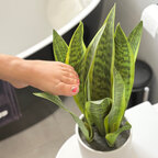 Sexy Toes avatar