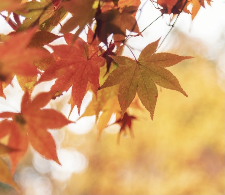 Autumn03 banner image