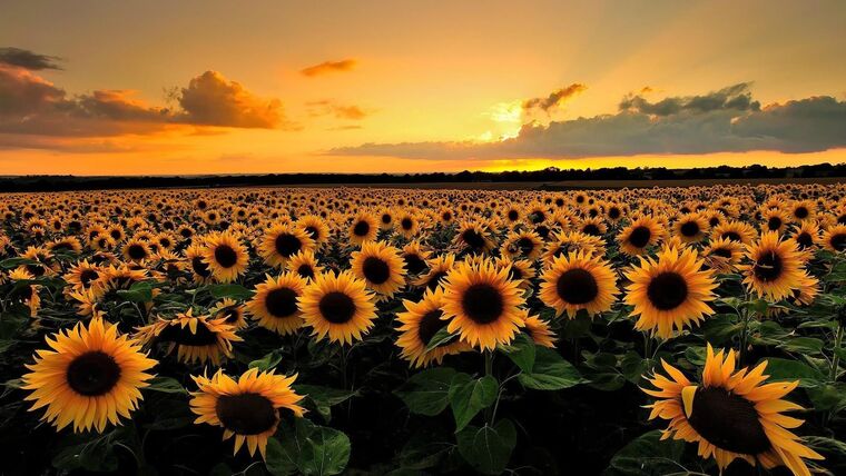 Ava Flowers cover image
