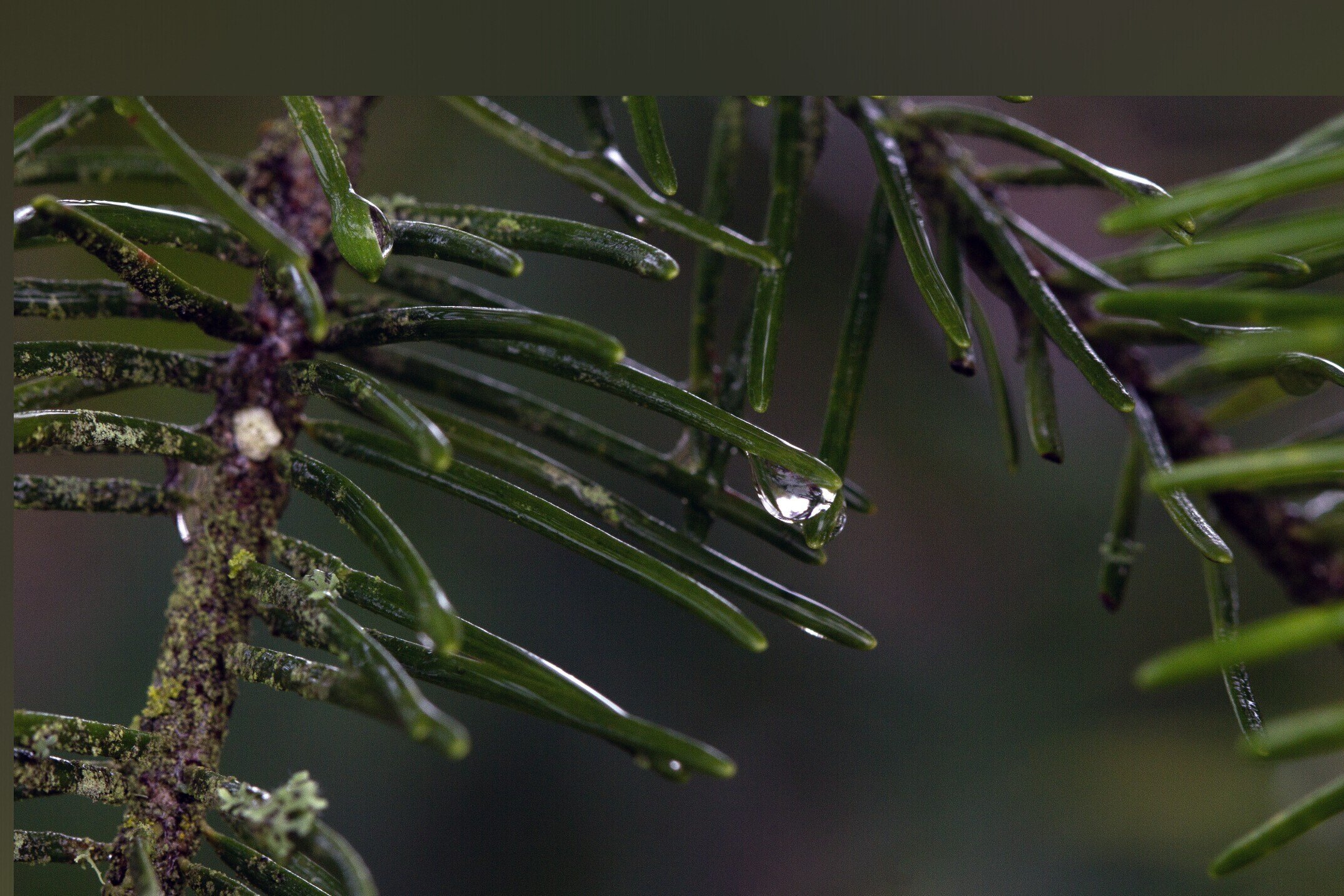 A banner image