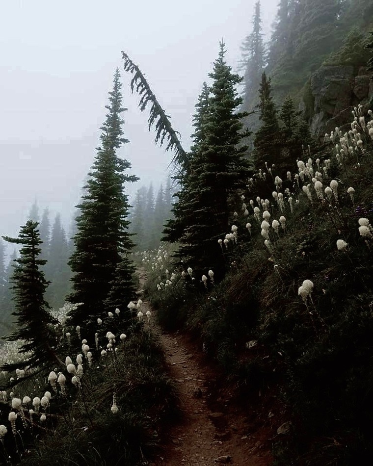 Eden Wolfe banner image