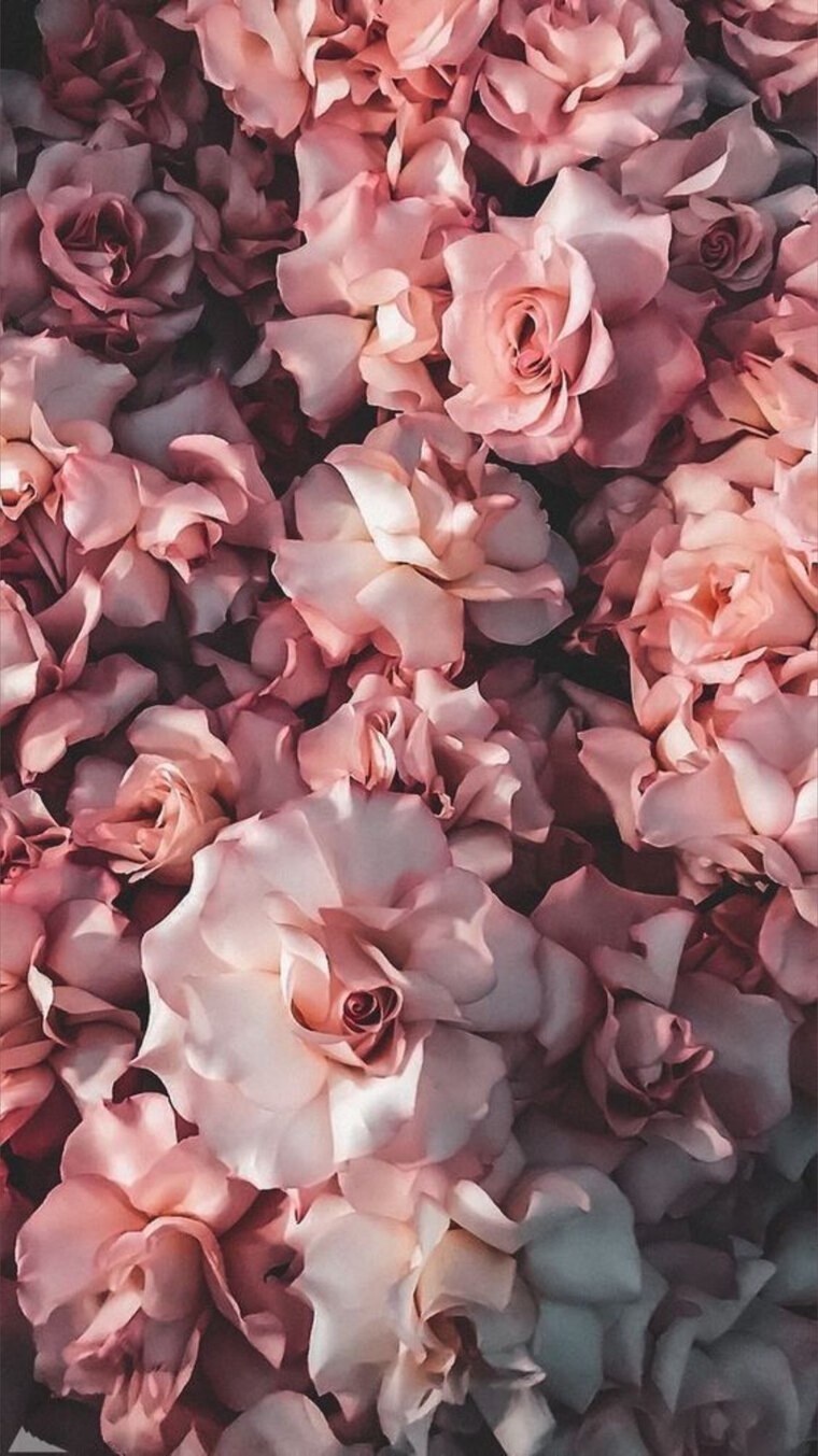 Rose banner image