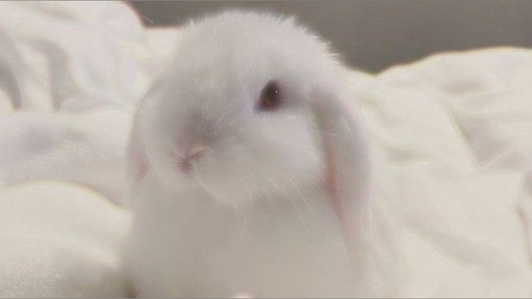 little05bunbun_ cover image