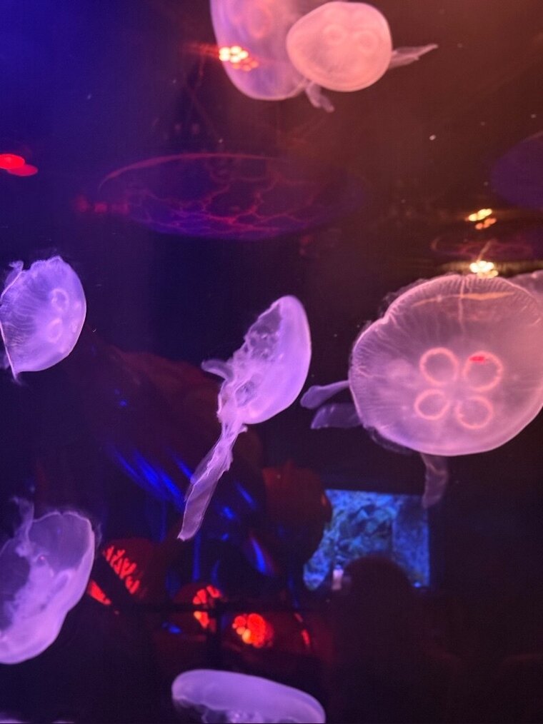 Laylani Moon banner image