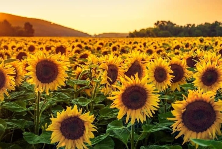 Belle banner image