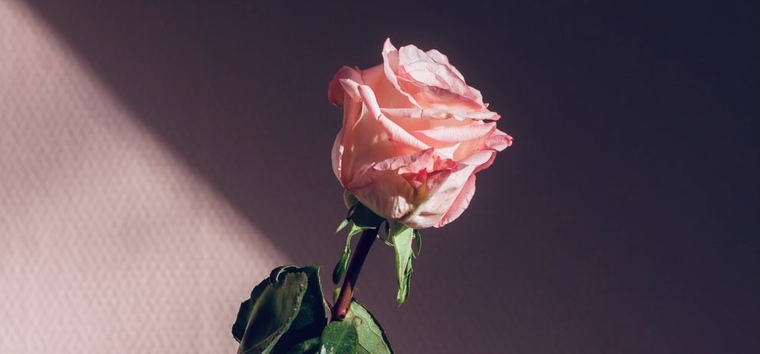 NalyRose.โค๏ธโ๐ฅ banner image