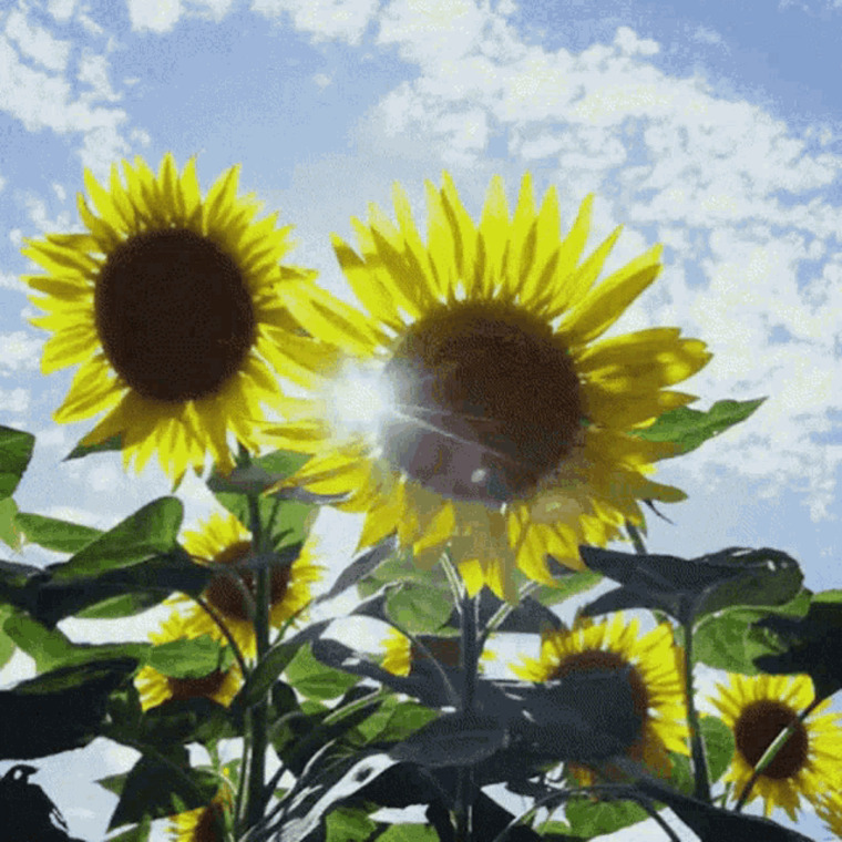 Sunshine cover image