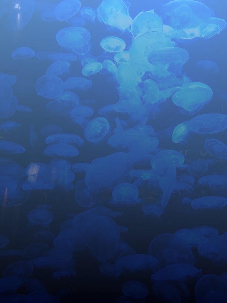 Britt cover image