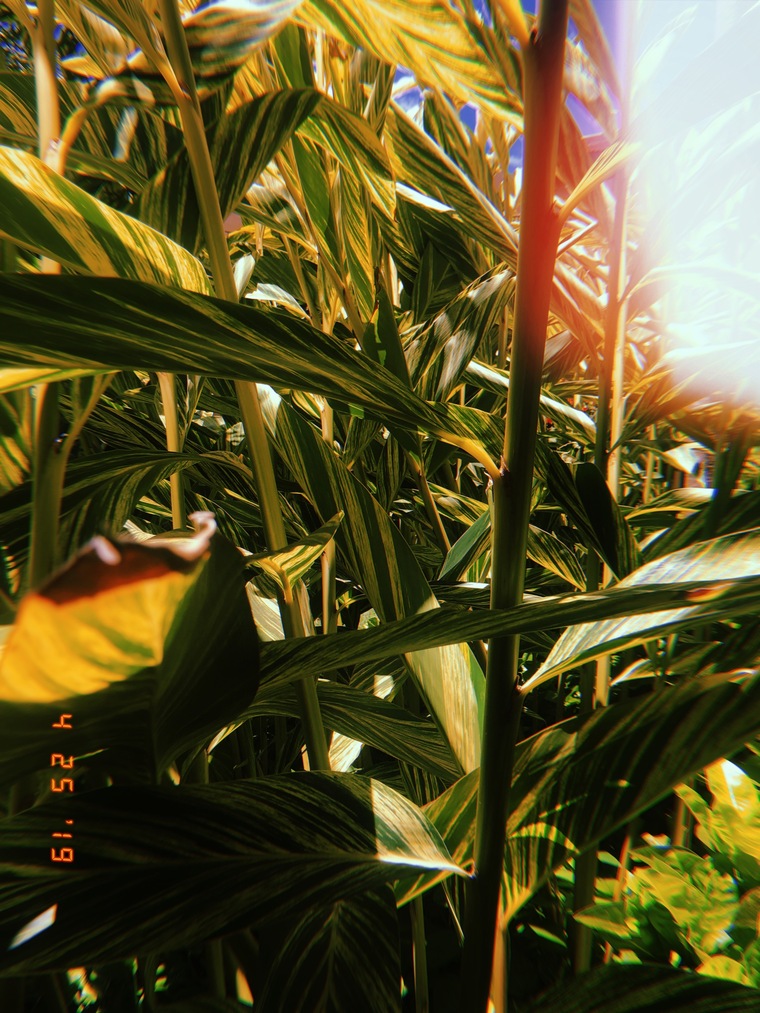 jolene cover image