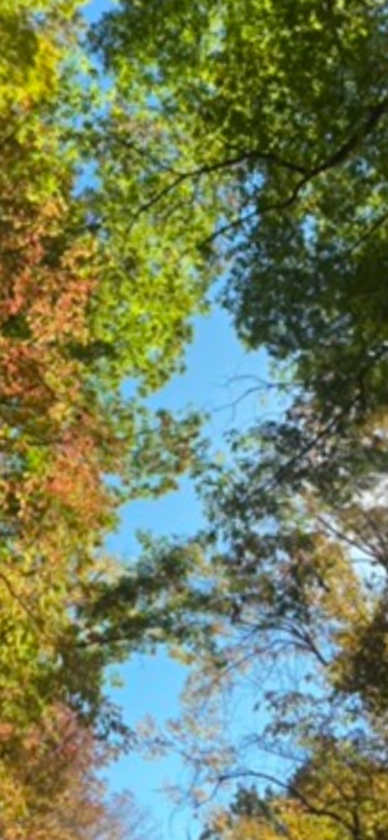 Noelani banner image