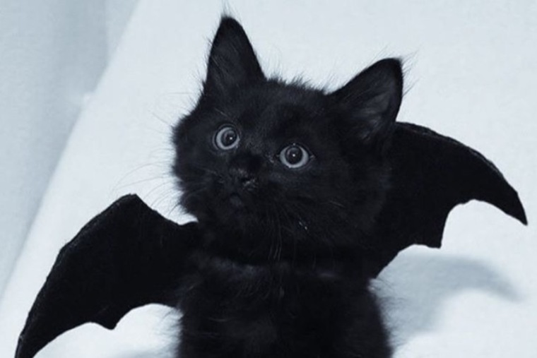 Cat πββ¬ banner image