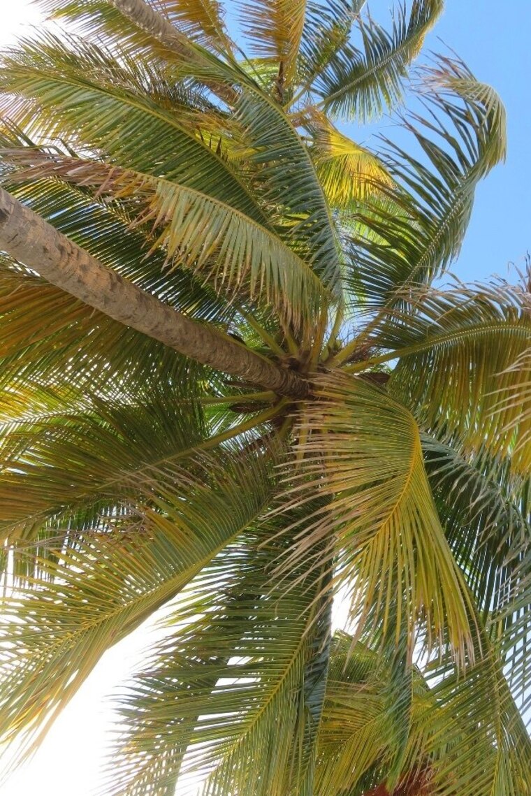 Yomairis🏄🏽♀️🌴 banner image