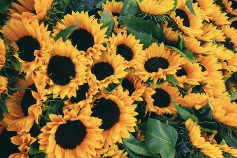 Sammy cover image