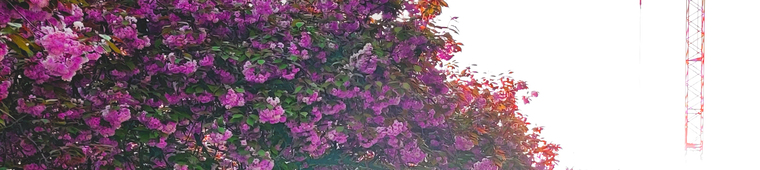 baklavaboy banner image