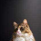 BalisongSam’s kitties avatar