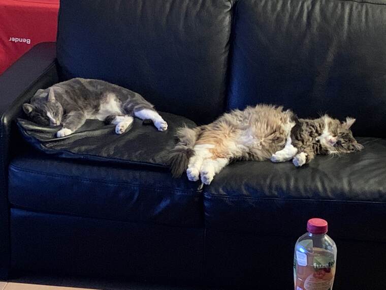 BalisongSam’s kitties banner image
