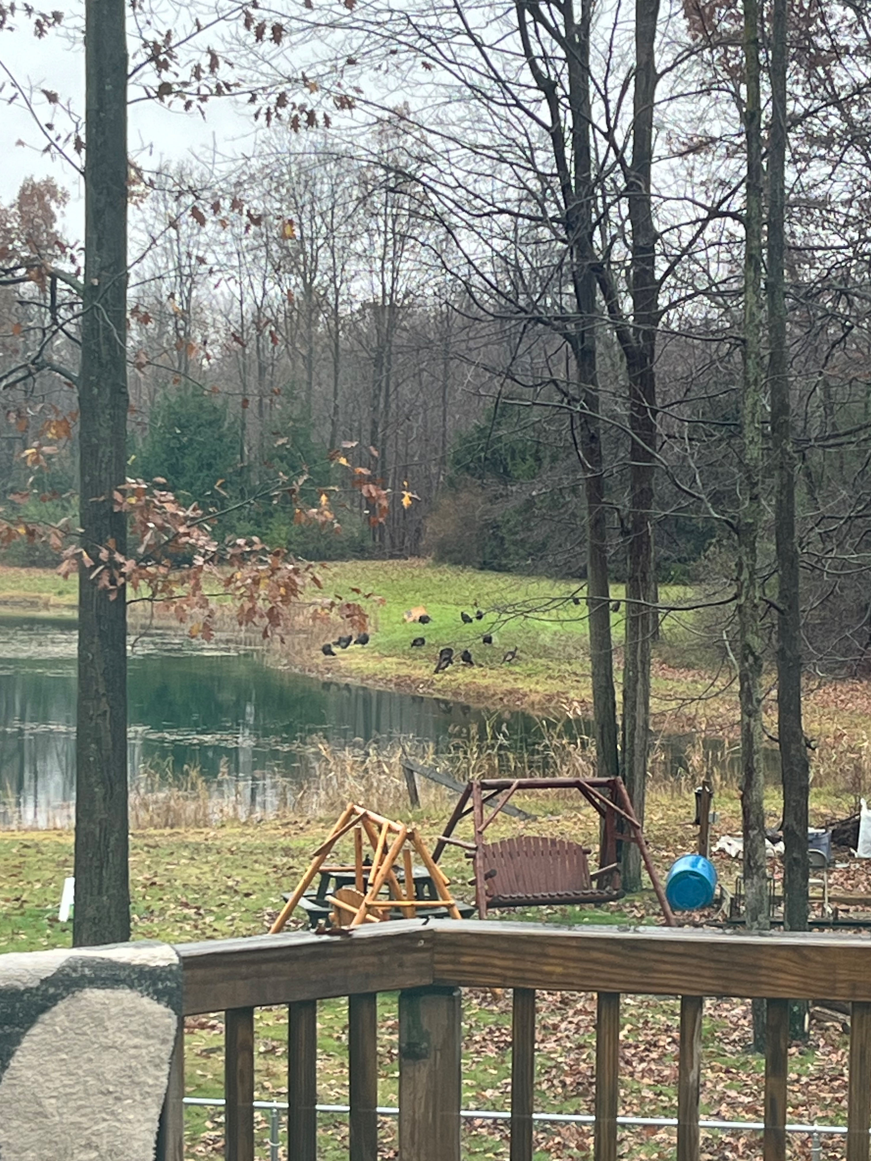 Bambi Vixen banner image