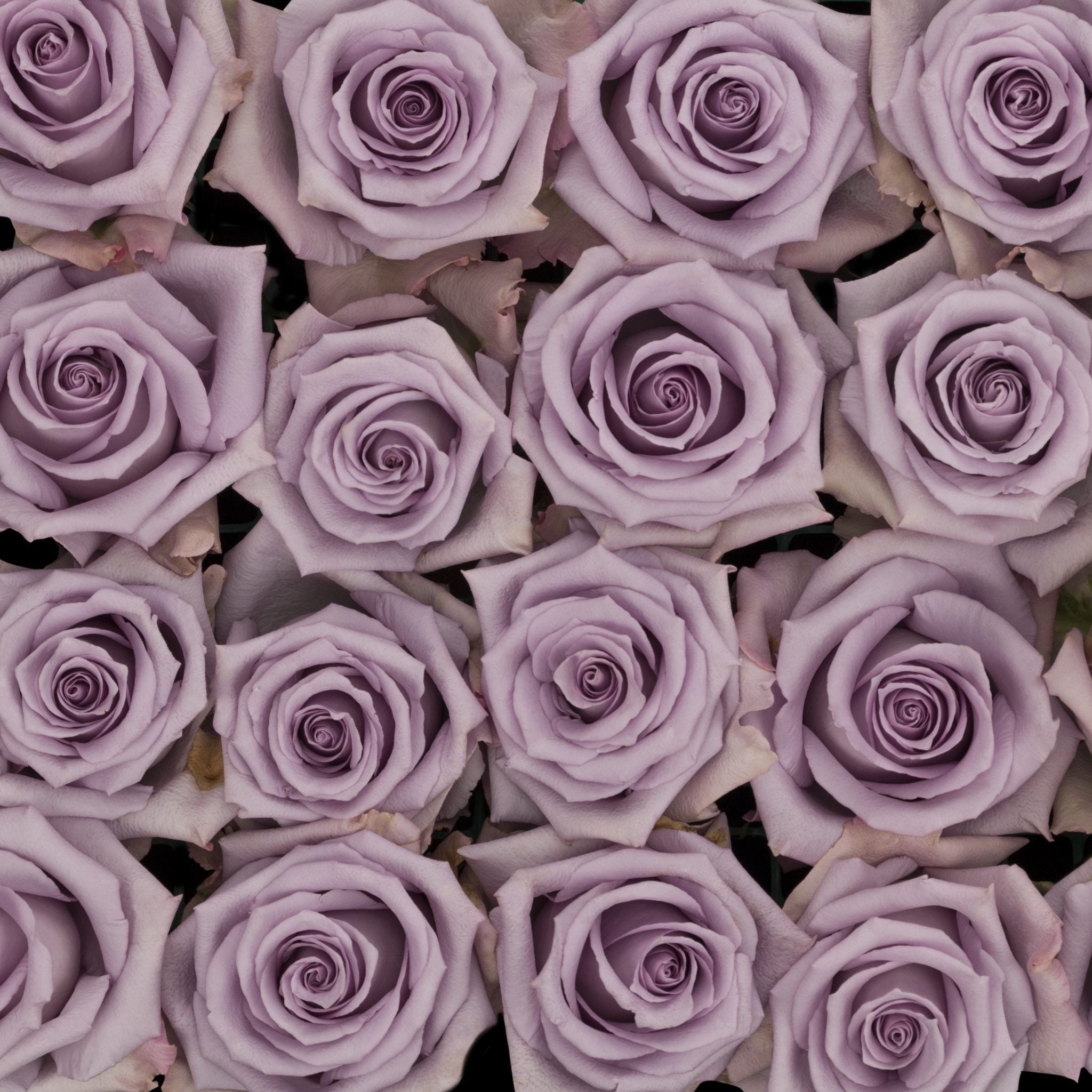 Bambú banner image