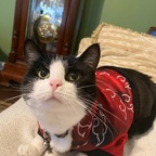 Kitty Kat avatar