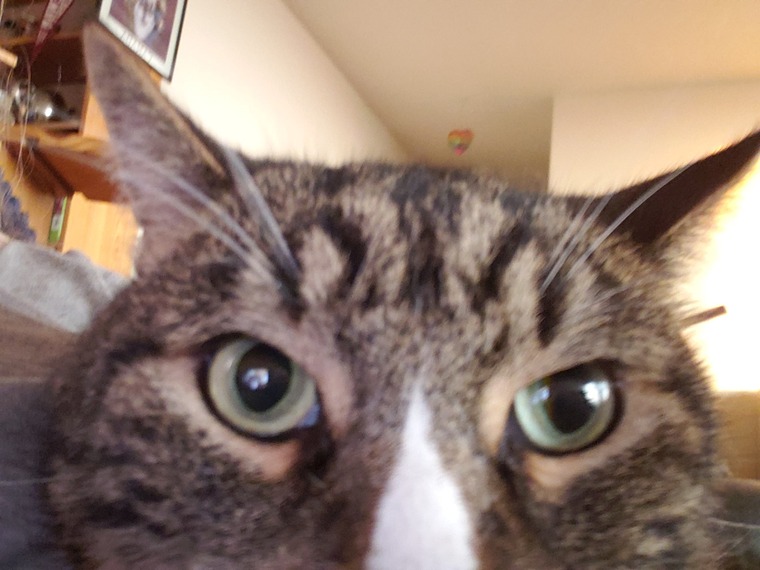 Kitty Kat cover image
