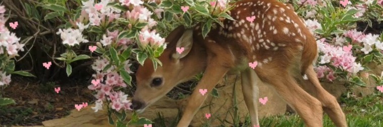Bambi cover image