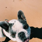 Baxter avatar