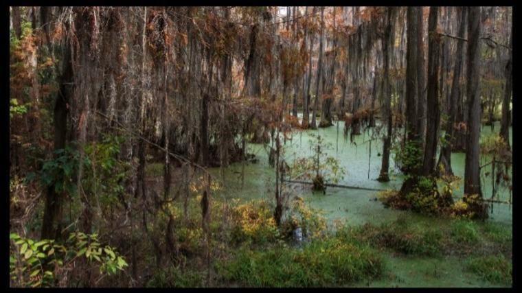 BayouBlackSnake cover image