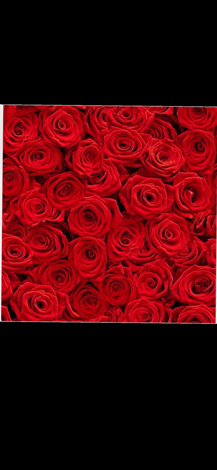 Amber Rose 🌹 banner image