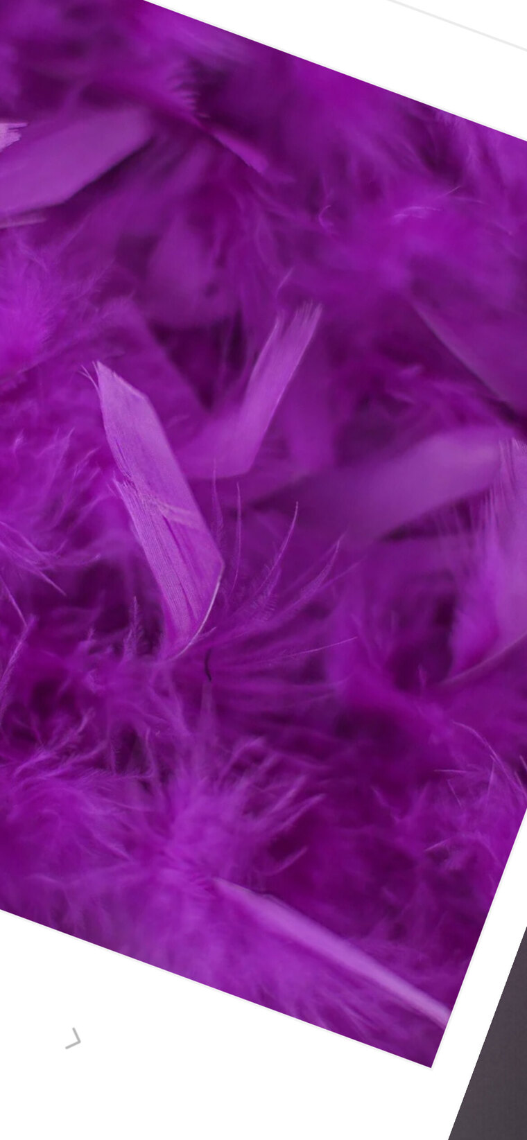 Plus Size Purple Feather banner image