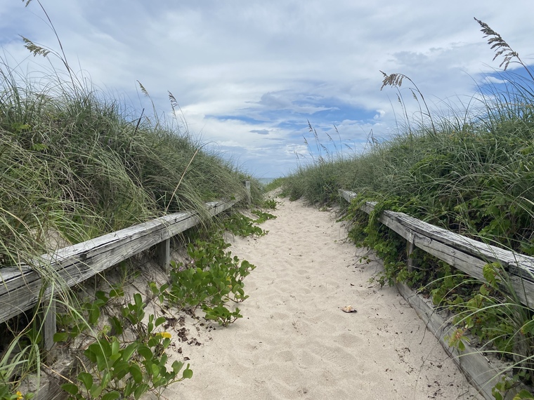 Beach Wanderer banner image