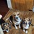 BeagleTrio avatar