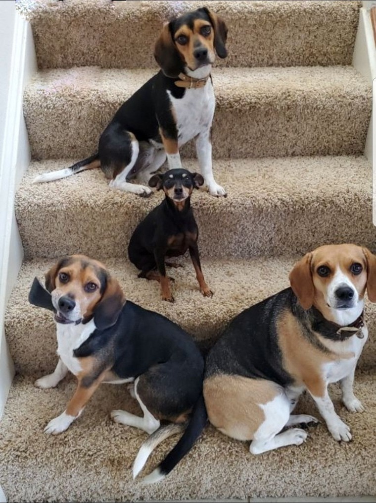 BeagleTrio banner image