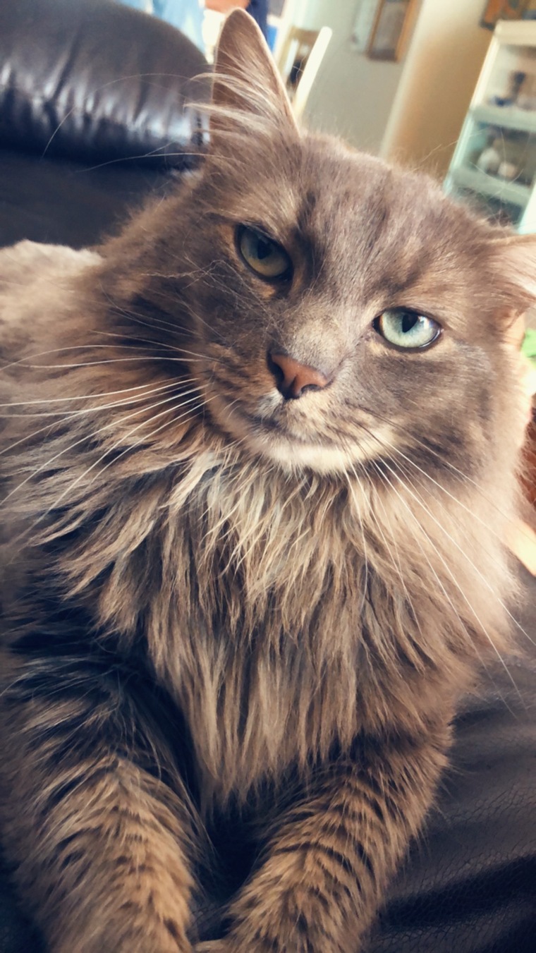 Nerdy_Feline banner image