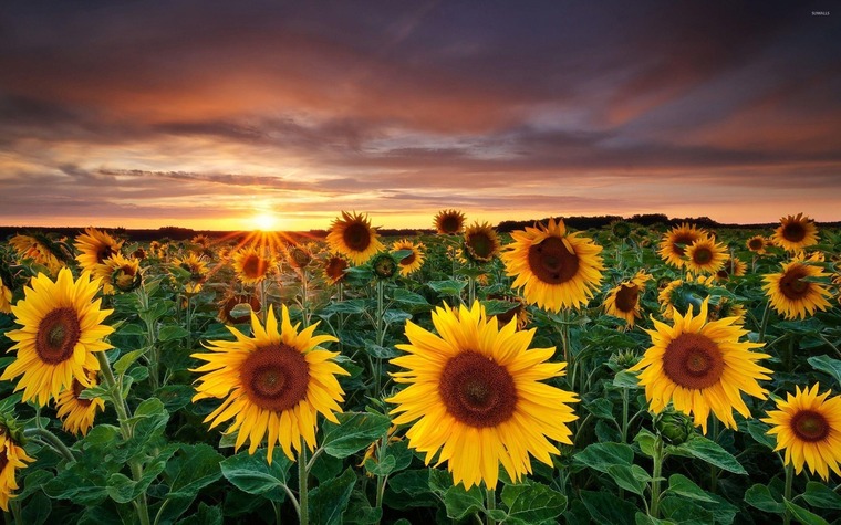 Beautiful____sunflower banner image