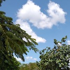 Natureee avatar