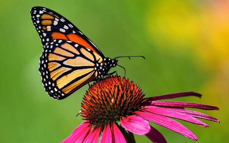 Butterfly banner image