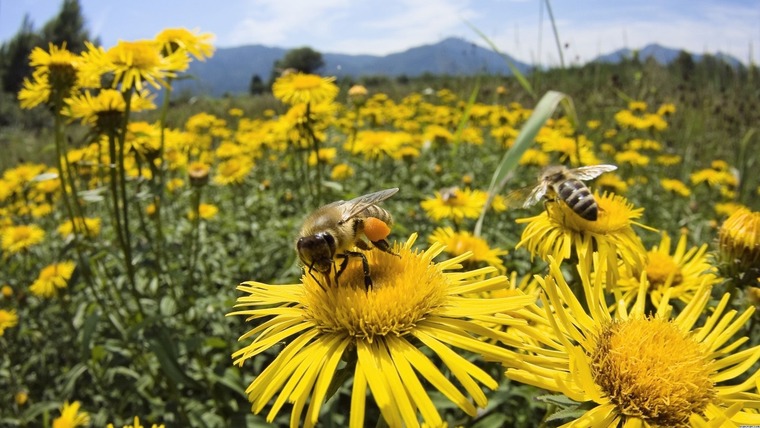 Bee and Me cover image