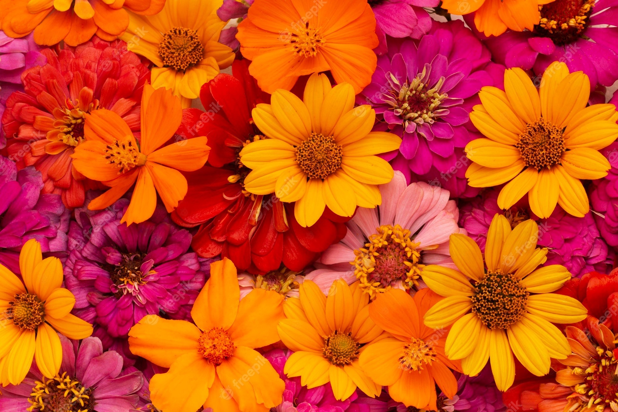 Bella Flor banner image