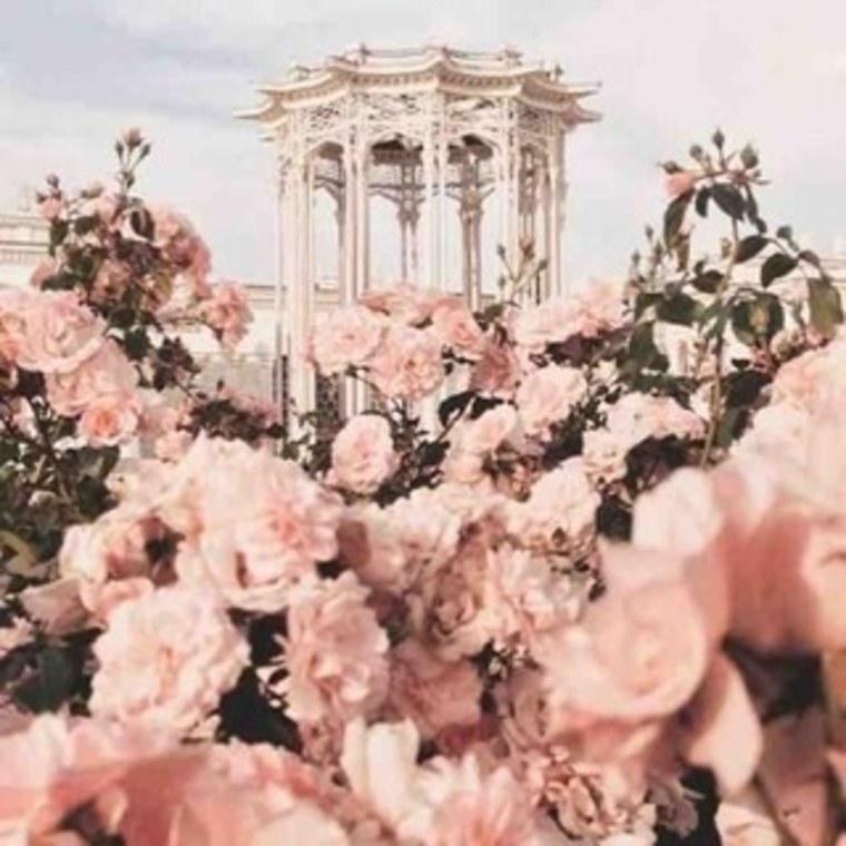 Bella 🌹 cover image