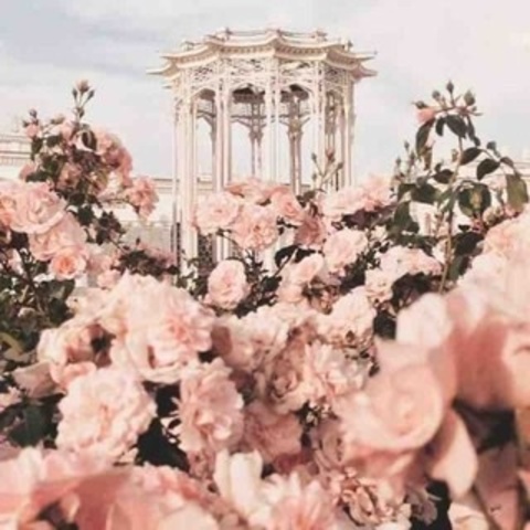 Bella 🌹 cover image