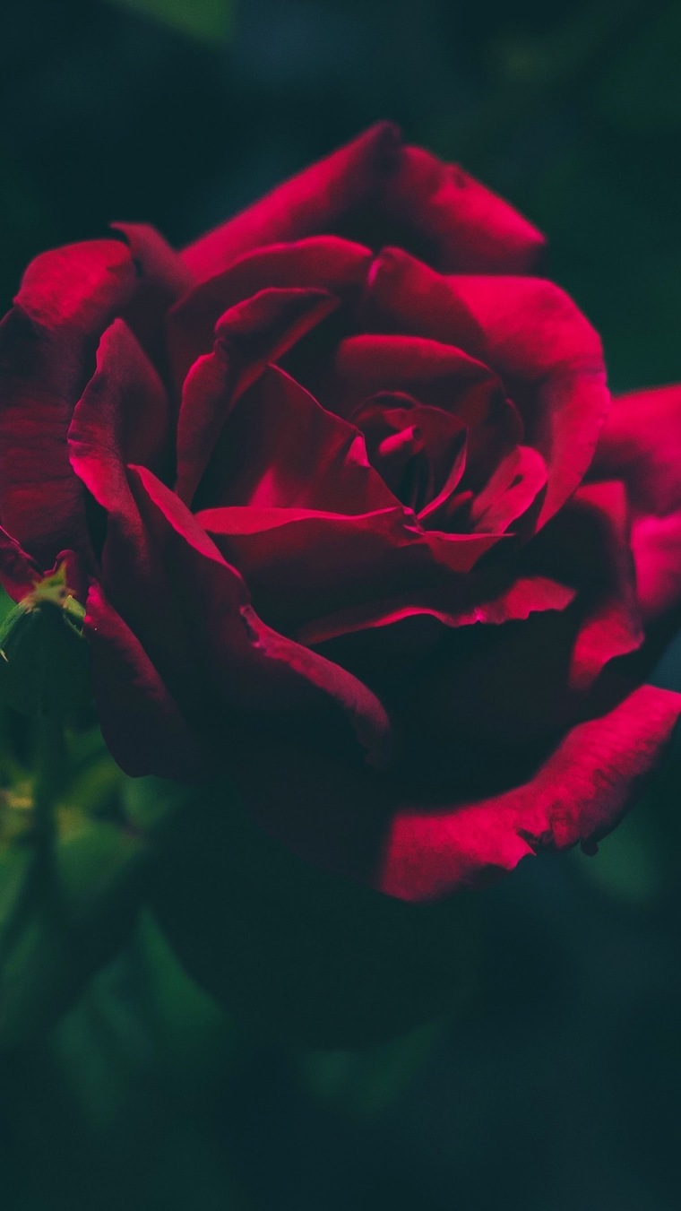 Bellatrix Elise banner image
