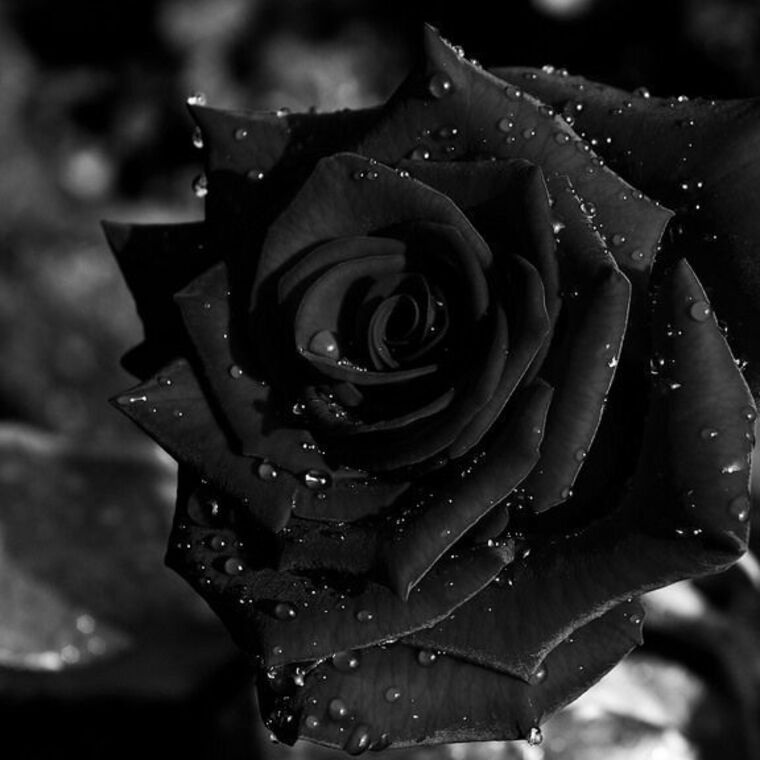 BelloRose banner image