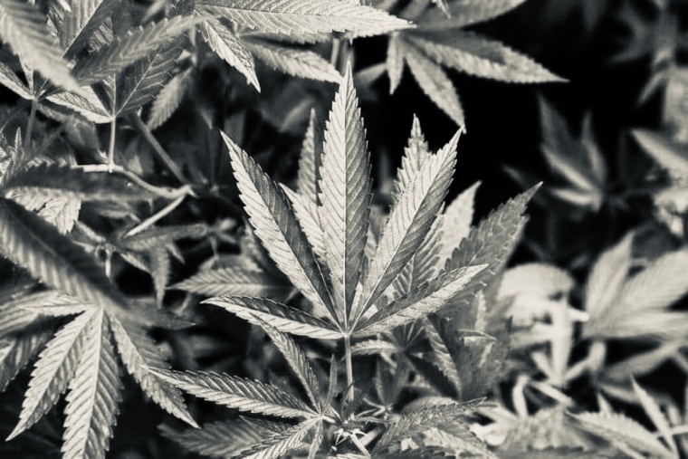 BennyBlaze420 banner image