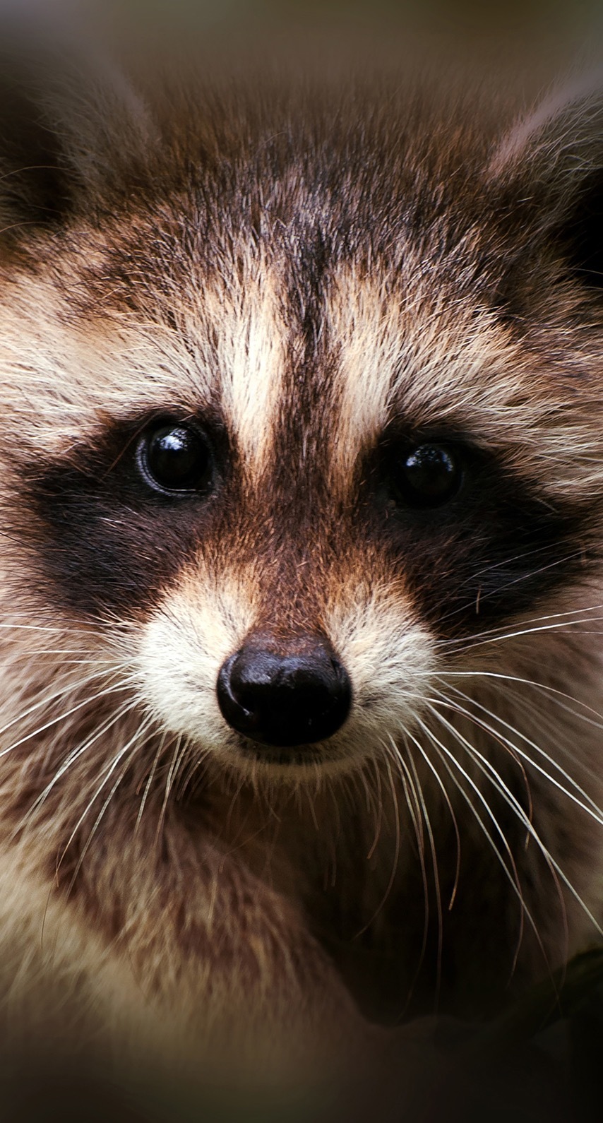 BerryRaccoon banner image