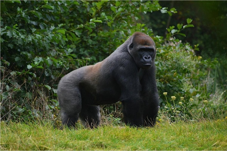 Bertthegorilla cover image