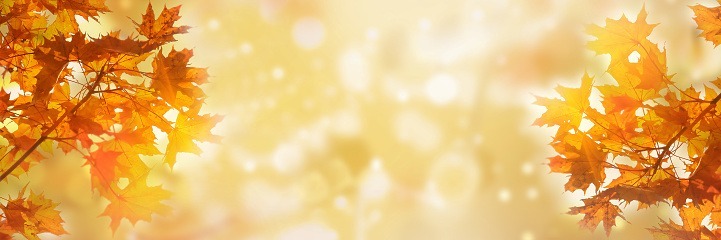 Autumn Everlyn๐ banner image