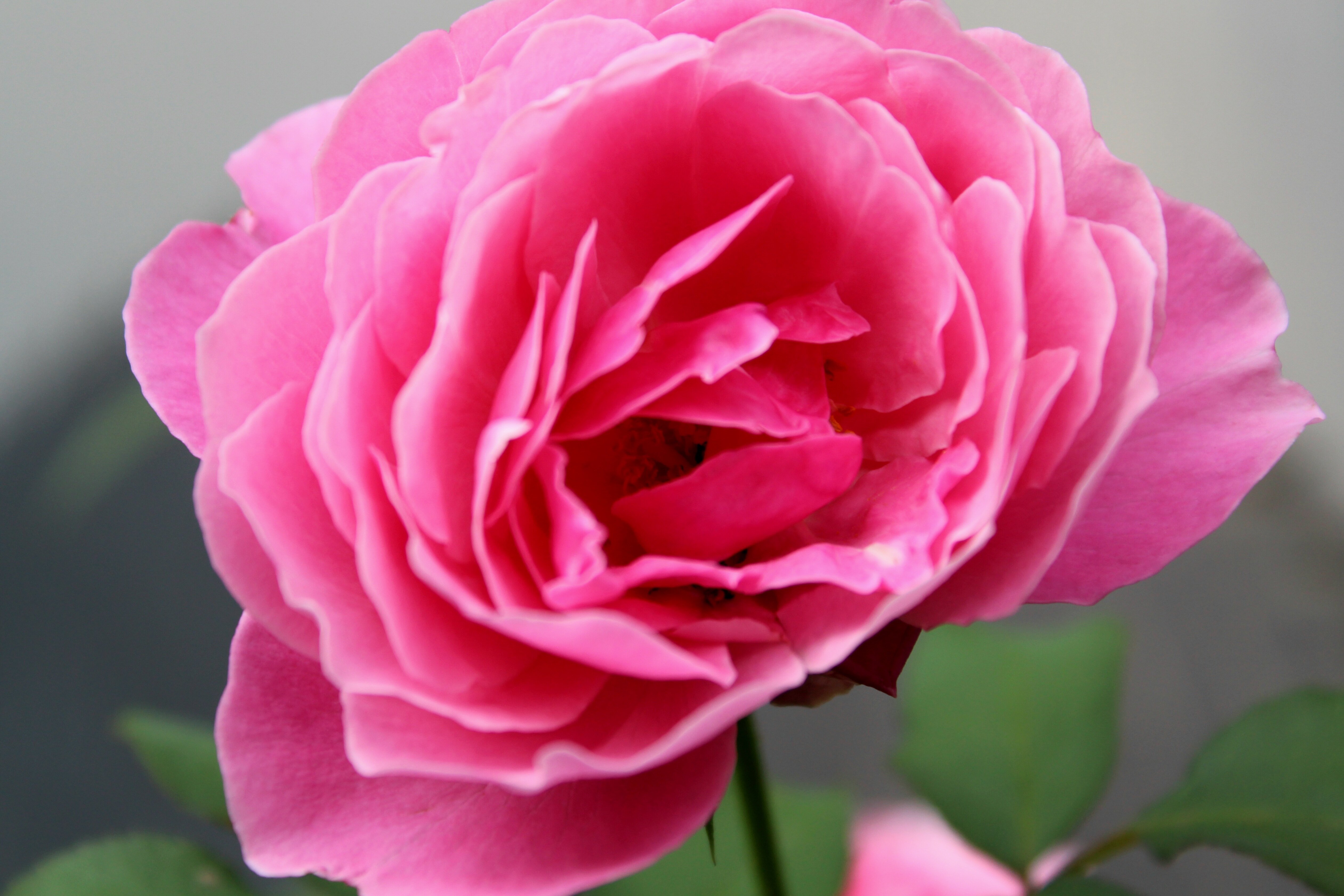 ⋆⁺₊⋆ ♡ 𝐿𝑒𝑒 ♡ ⋆⁺₊⋆ banner image