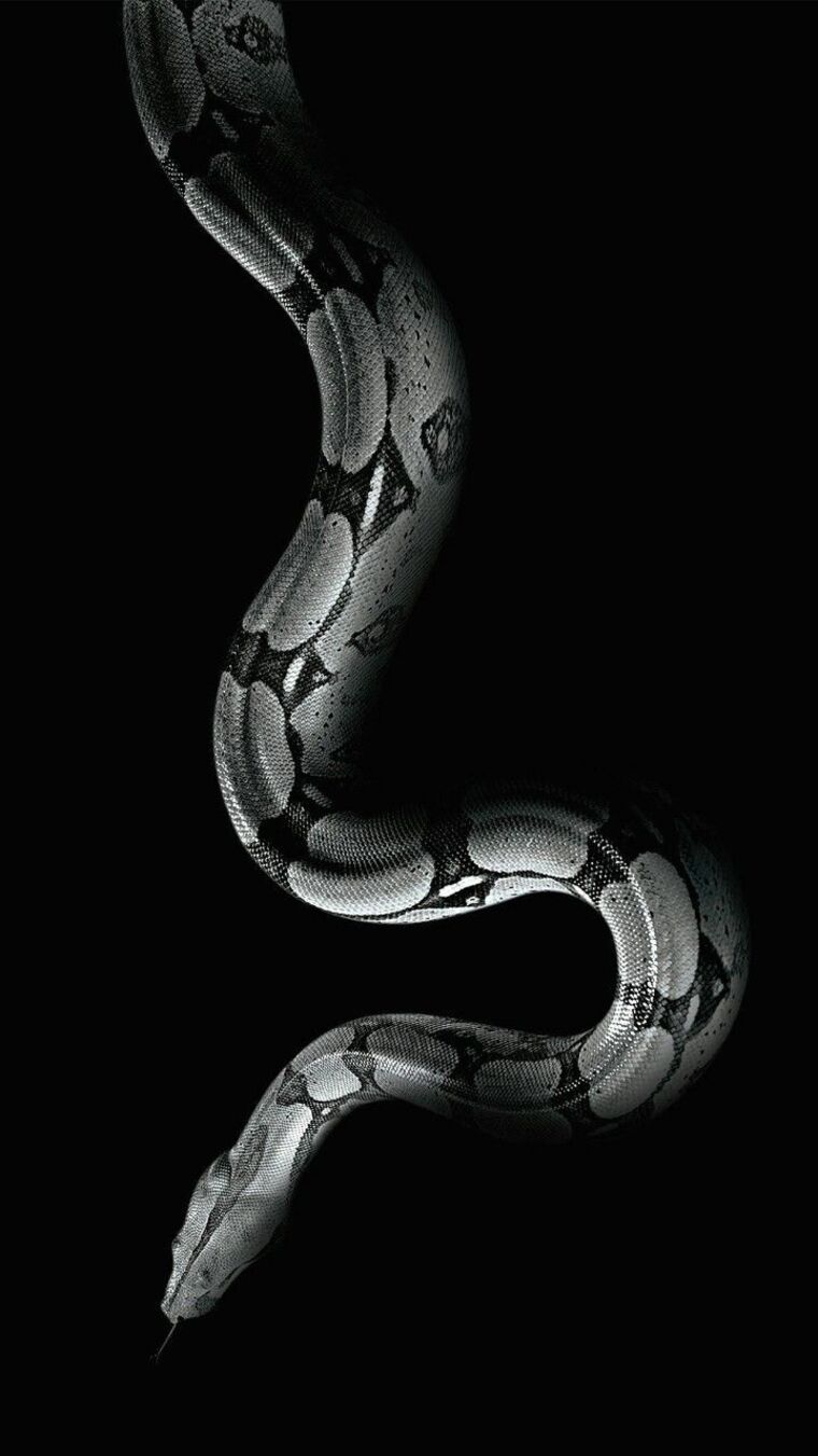 Bianca cover image